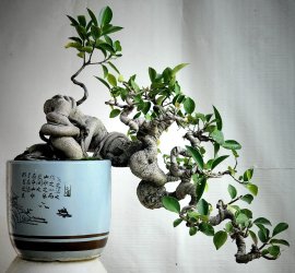 Si dáng huyền bonsai già đẹp!