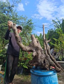 Mai Đá - Mai Hoàng Hậu 