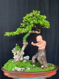 Tiểu cảnh hải châu đang trái