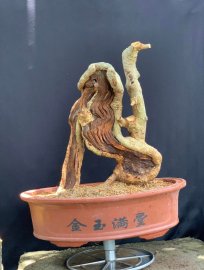 Linh sam khai thác hàng tồn kho
