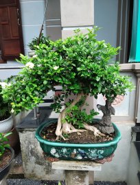 Nguyệt quế