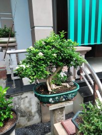 Nguyệt quế