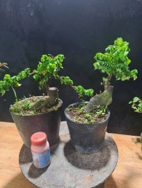 Khế lá xoắn mini, thay chậu là bao đẹp