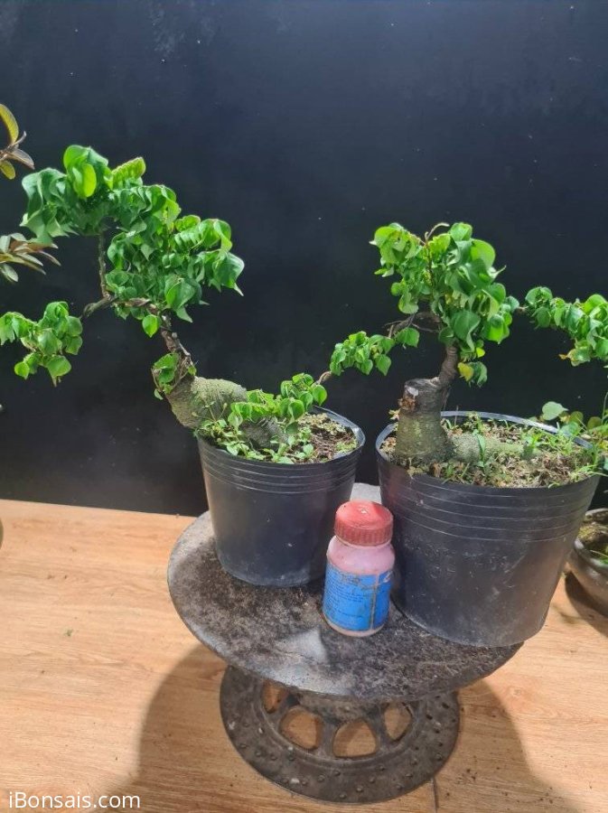 Khế lá xoắn mini, thay chậu là bao đẹp