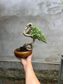 Sam hương quái giá mềm