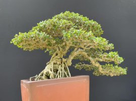 Mountain Antidesma acidum tree