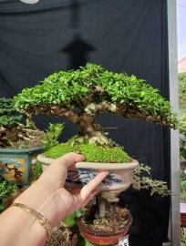 Mai chiếu thủy bé bé xinh xinh