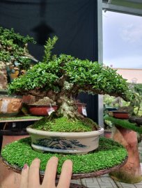 Mai chiếu thủy bé bé xinh xinh