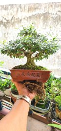 Song Hinh Vietnamese blue bell