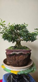 Song Hinh Vietnamese blue bell
