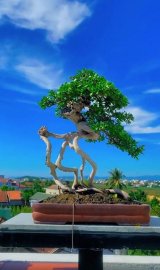 Scopolia nana grafted artwork