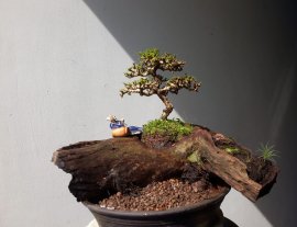 Tiểu Cảnh Sam trái