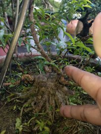 Vietnamese water jasmine