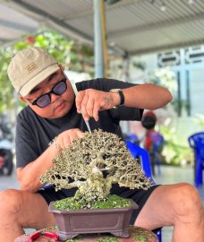 Antidesma acidum tree
