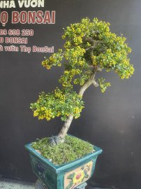 Scopolia nana tree with fruits