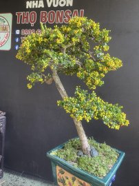 Scopolia nana tree with fruits