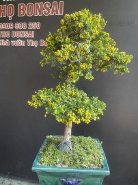 Scopolia nana tree with fruits