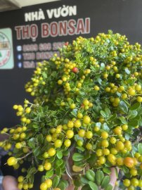 Scopolia nana tree with fruits