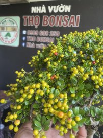 Scopolia nana tree with fruits