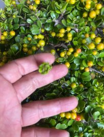Scopolia nana tree with fruits