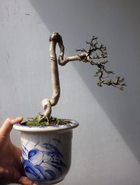 Em Mai lá lớn dáng quái...