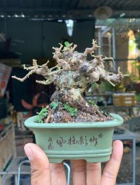Sam núi trái lùn lực mini cầm tay