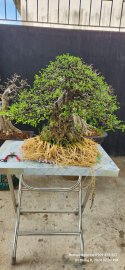 Mai lá lớn chia sẽ anh em xem vui