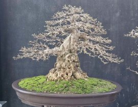 Mai lá lớn chia sẽ anh em xem vui