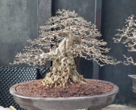 Mai lá lớn chia sẽ anh em xem vui