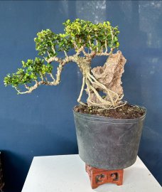 Antidesma acidum tree