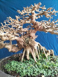 Antidesma acidum tree