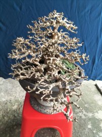 Antidesma acidum tree