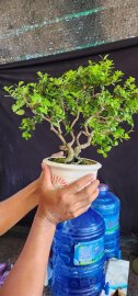 Scopolia nana tree