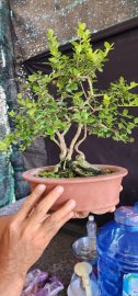 Scopolia nana