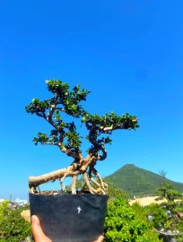 Fruit Antidesma acidum tree