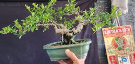 Scopolia nana tree