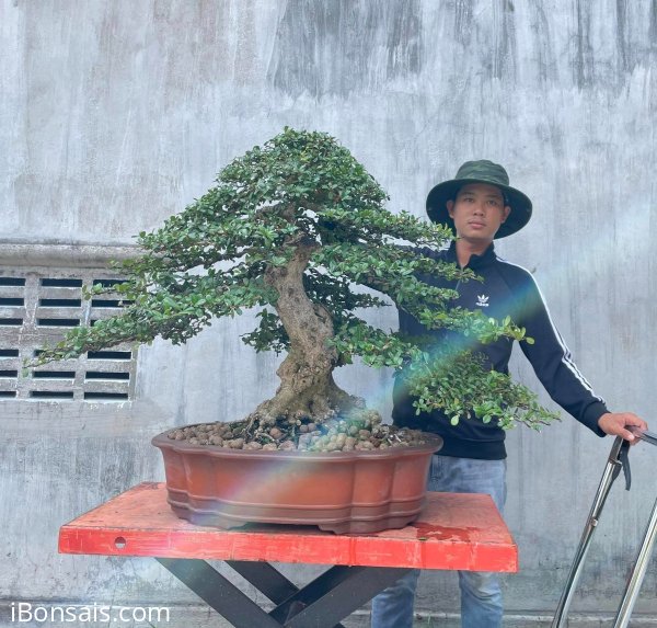 Scopolia nana bonsai tree