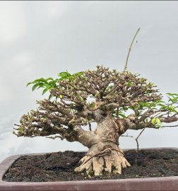 Vietnamese water jasmine