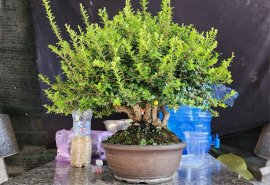 Scopolia nana tree