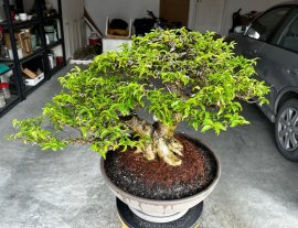 Mai chiếu thủy ở Canada, cây của Việt Nam, chậu của Đức