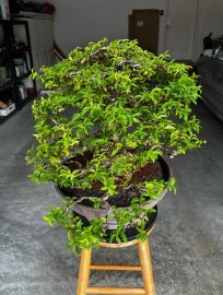 Mai chiếu thủy ở Canada, cây của Việt Nam, chậu của Đức
