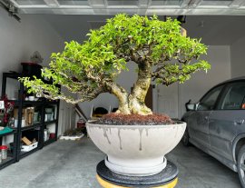 Mai chiếu thủy ở Canada, cây của Việt Nam, chậu của Đức