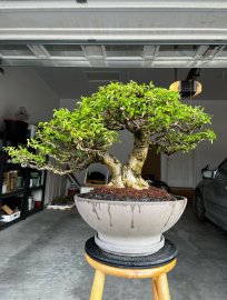 Mai chiếu thủy ở Canada, cây của Việt Nam, chậu của Đức