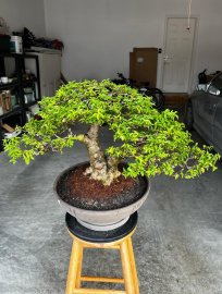 Mai chiếu thủy ở Canada, cây của Việt Nam, chậu của Đức