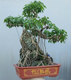 Ficus benjamina tree over rock