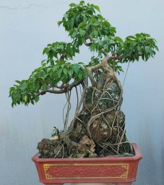 Ficus benjamina tree over rock