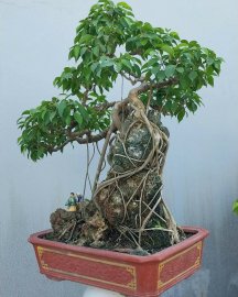 Ficus benjamina tree over rock