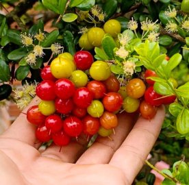 Scopolia nana tree