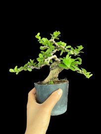 Scopolia nana tree
