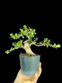 Scopolia nana tree